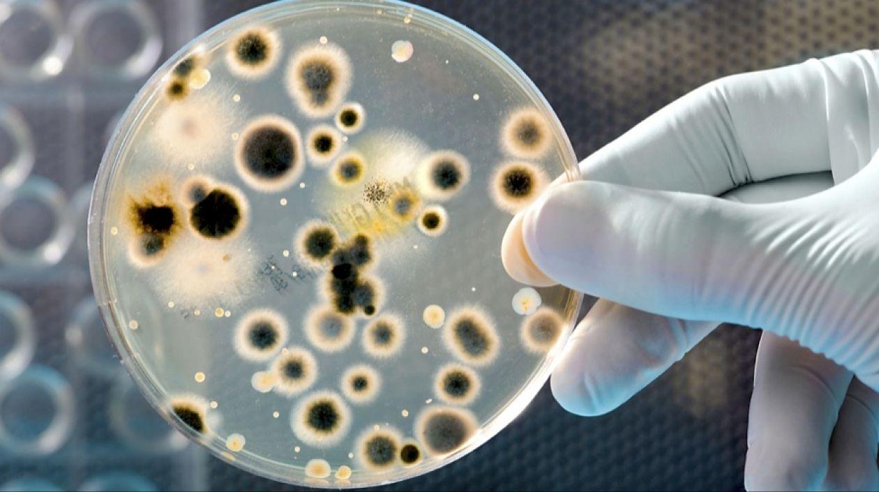 Las bacterias han adquirido capacidades para vencer a los antibióticos.