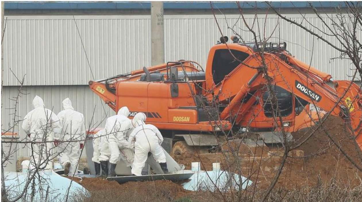 Funcionarios entierran pollos sacrificados en una granja en Hwaseong, Corea del Sur, tras las sospechas de un brote de la cepa H5N6 . 