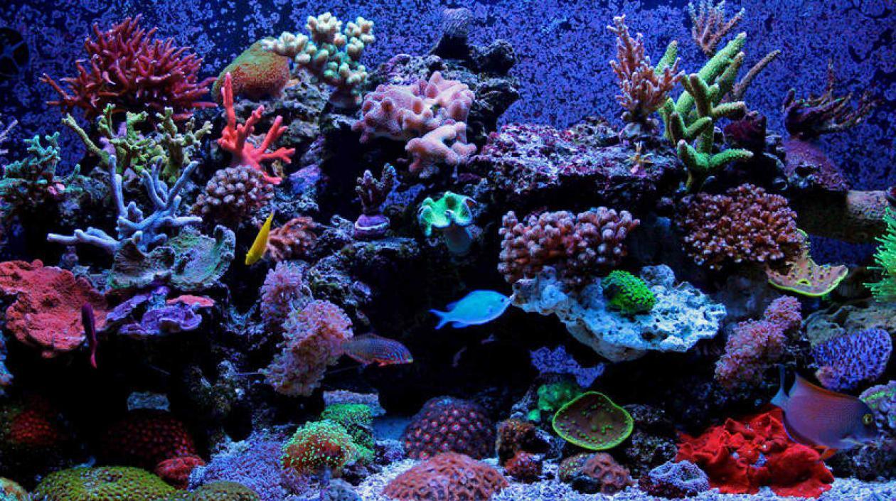 Los corales están siendo afectados por efectos del calentamiento global.