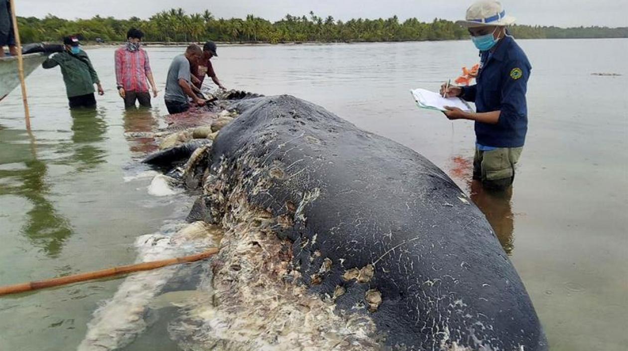 Un cachalote, una especie de ballena, de 9,5 metros. fue encontrado muerto con 5.9 kilogramos de basura en su estómago.