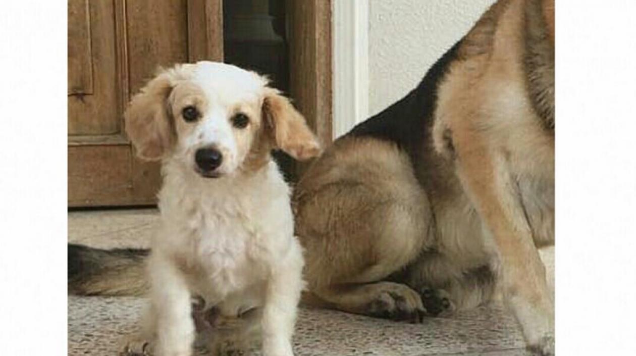 Este es 'Brandy', el perro de 2 años perdido en el barrio Altos de Riomar.