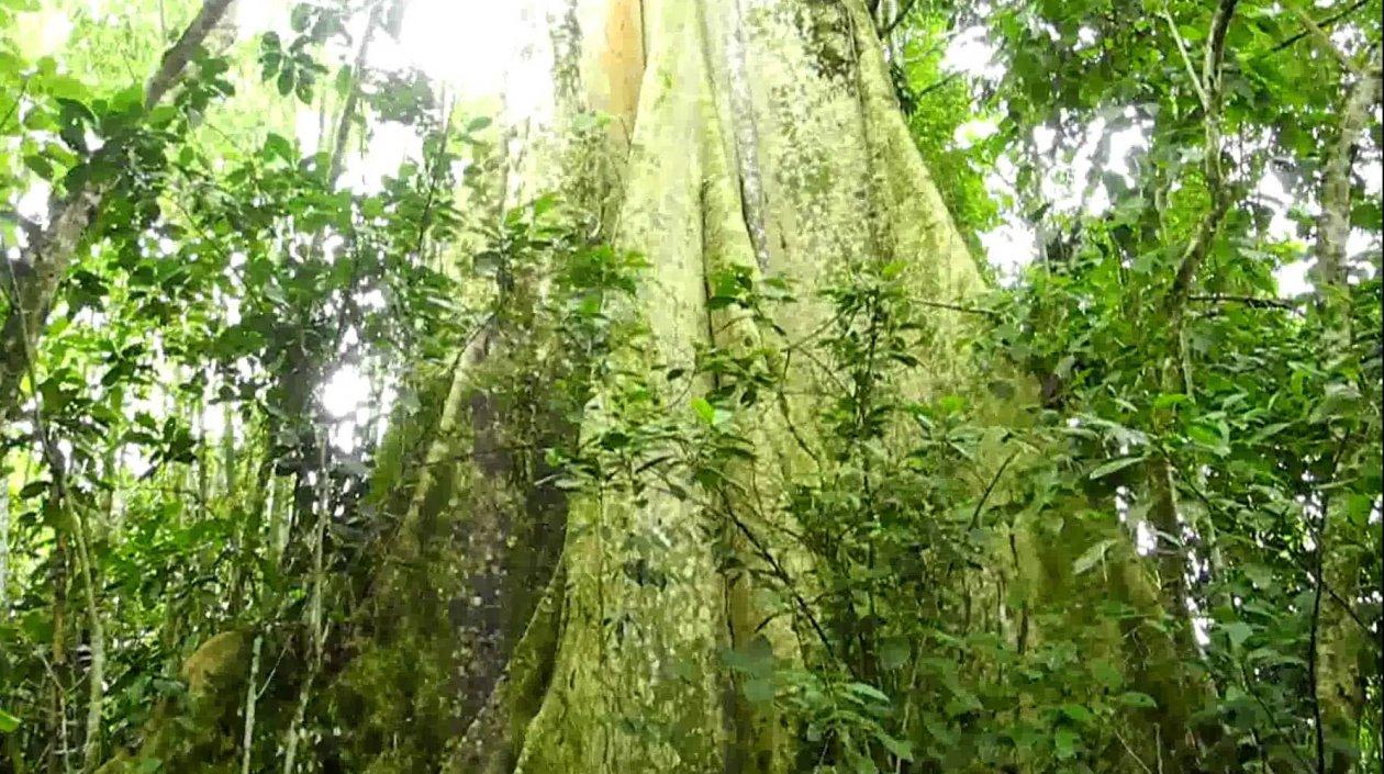  Los bosques más altos de la Amazonía son también los más viejos.