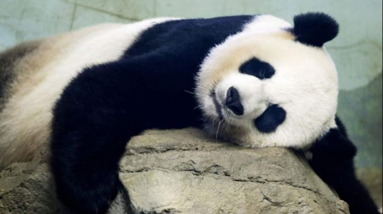 Los osos panda son considerados patrimonio nacional en China.