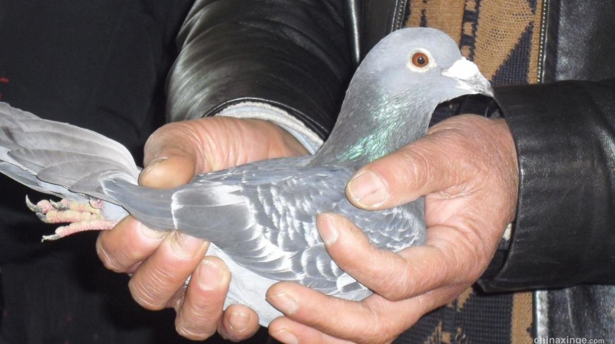 Los dos condenados admitieron haber usado la red ferroviaria china para que sus palomas "volaran" más rápido que otras.