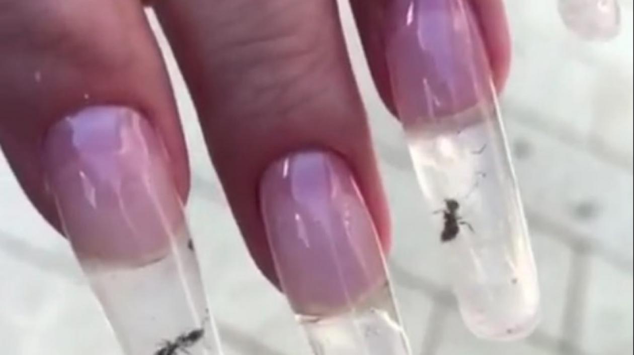 Moda cruel: Hormigas vivas dentro de uñas decorativas | ZONA CERO