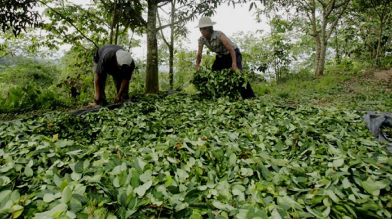El país llegó a 171 mil hectáreas de hoja de coca lo que representa un crecimiento del 17%.