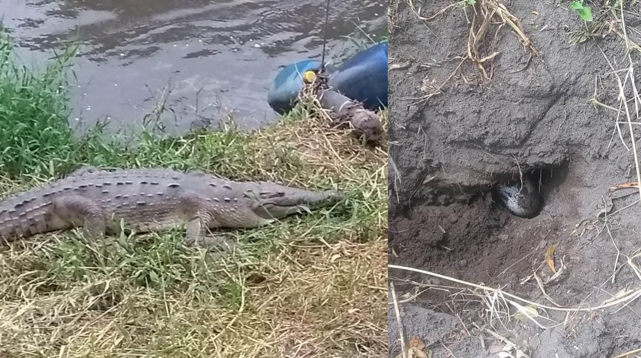 Un caimán aguja puso huevos en la ribera del río Bogotá.
