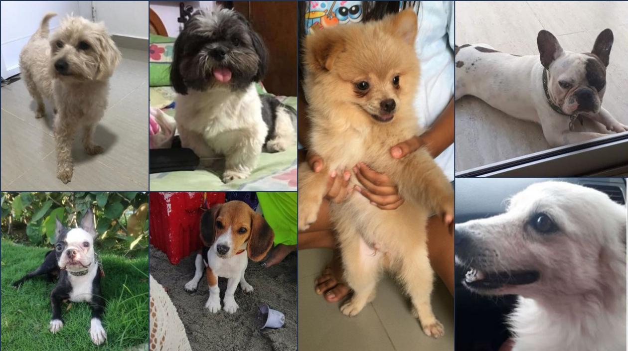 Estas son las 6 mascotas extraviadas, que han sido reportadas a Zona Cero.