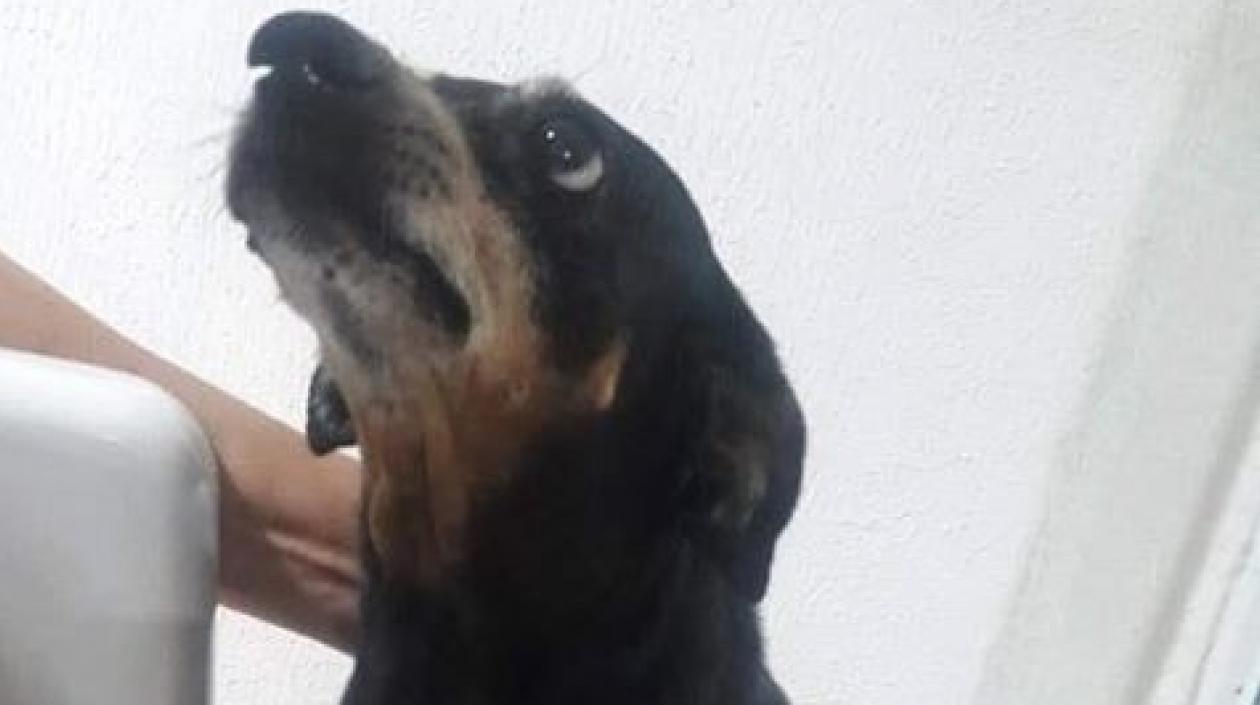 'Chanda Patricia', la can desaparecida desde el 15 de julio en la Ciudadela 20 de Julio.