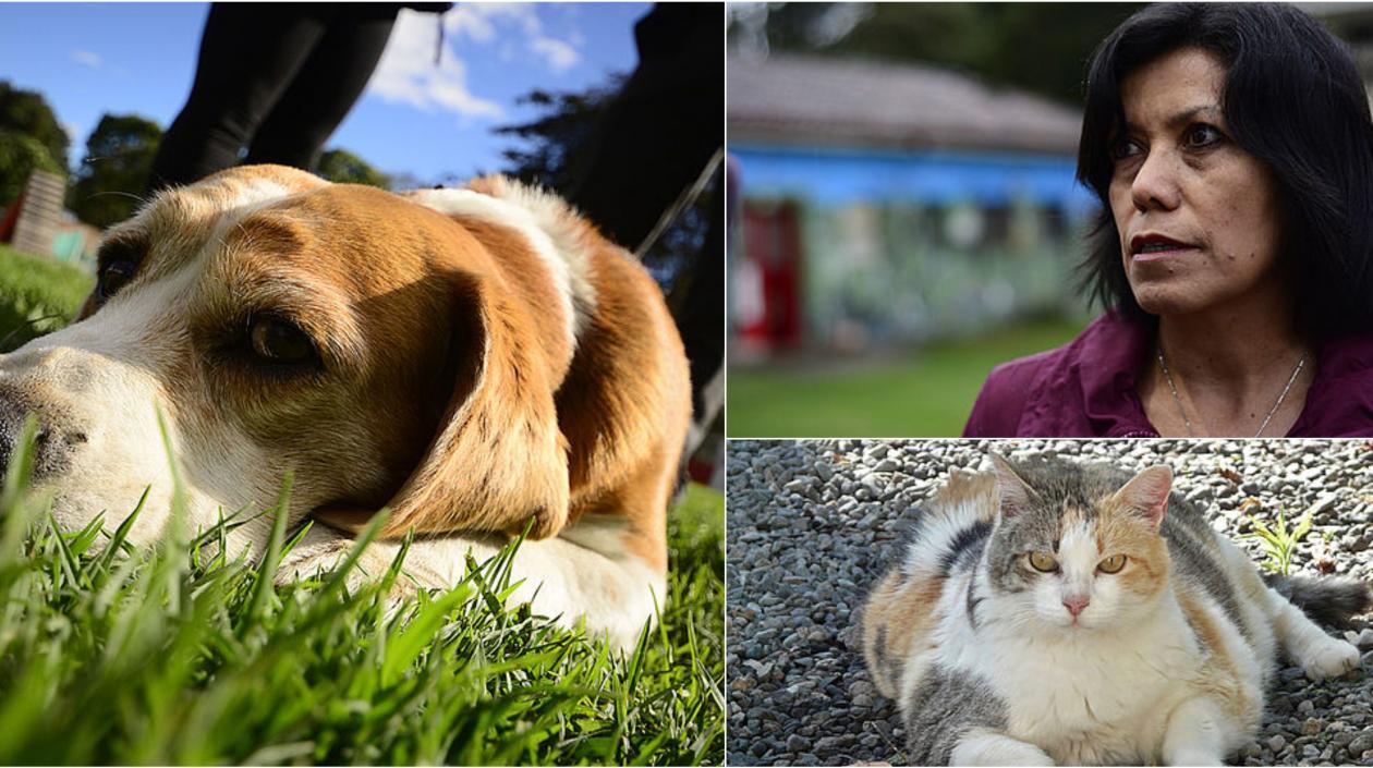 Alimentos para mascotas, ni sobras ni huesos: estudio de la Universidad  Nacional | ZONA CERO