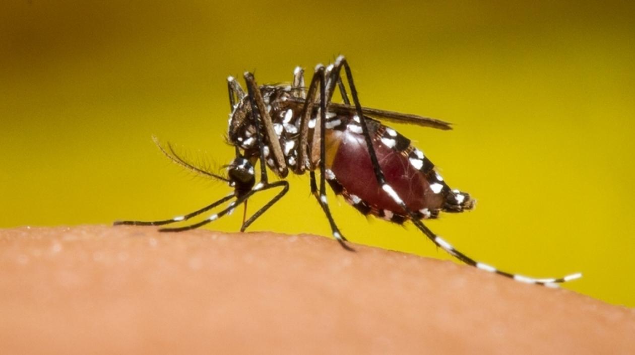 Se reportaron 11 casos de dengue grave.