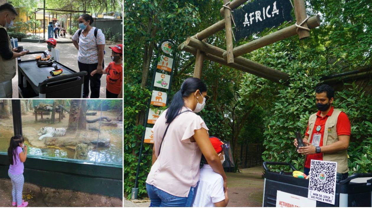 Zoológico invita a programar las visitas en temporada navideña y de vacaciones.