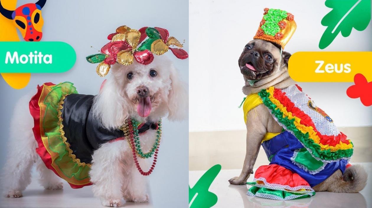 Algunos de los aspirantes a Reyes caninos del Carnaval PetLovers.