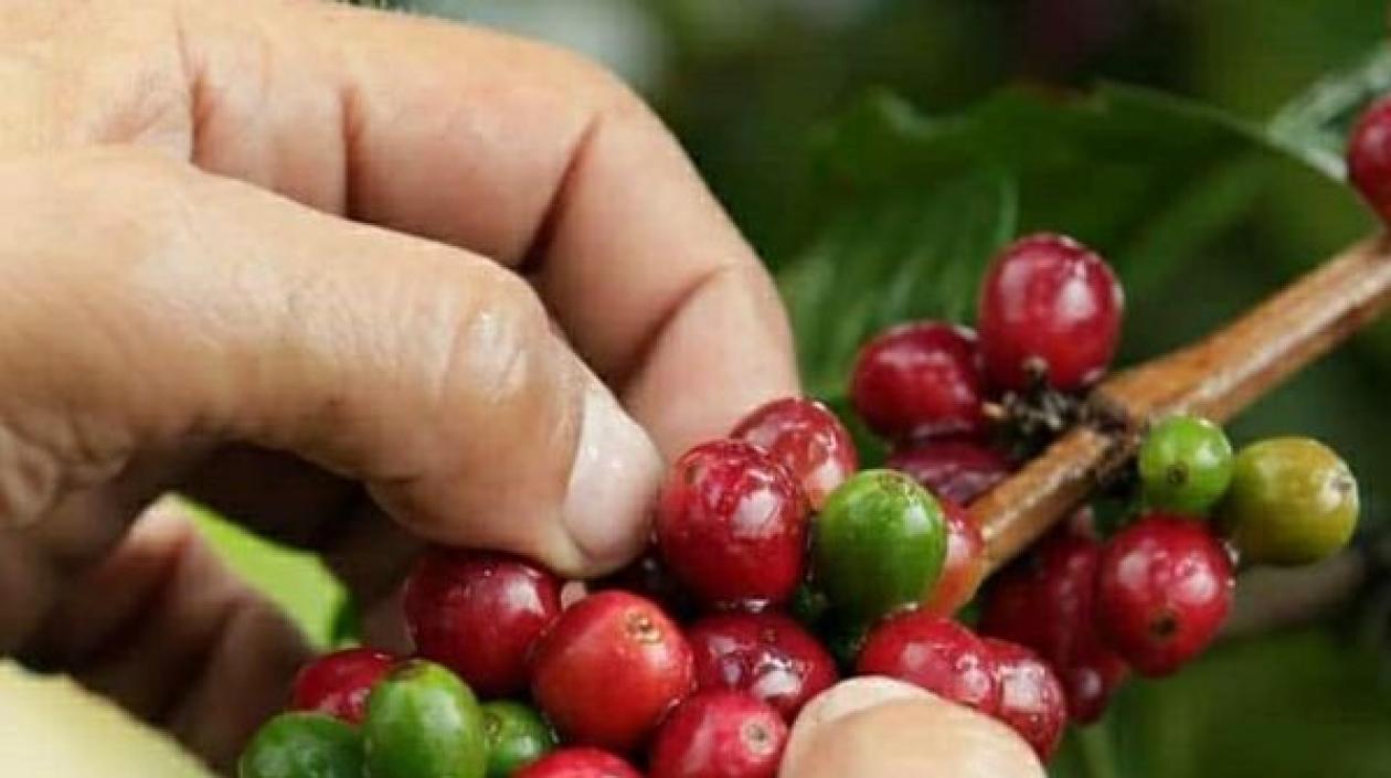 En diciembre la cosecha cafetera creció 4 por ciento con 1,7 millones de sacos.