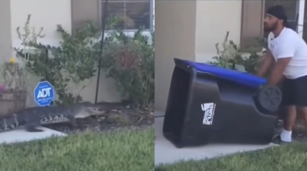 Hombre intenta atrapar a un caimán con un cesto de basura. 