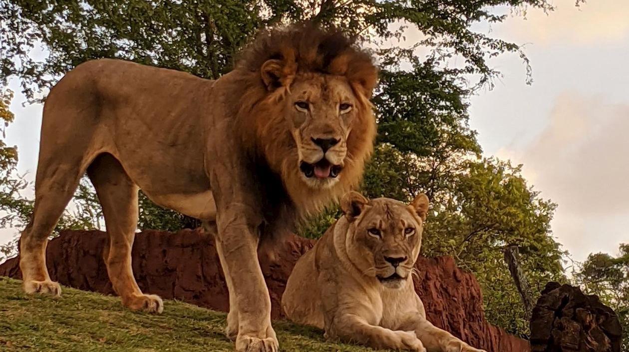 El león africano macho Ekundu (i), de 13 año, murió por Covid-19 y la leona Moxy, que dio positivo sobrevivió.