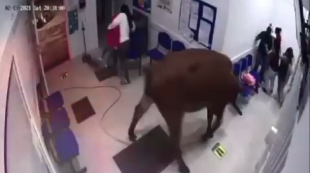 La vaca en el hospital.
