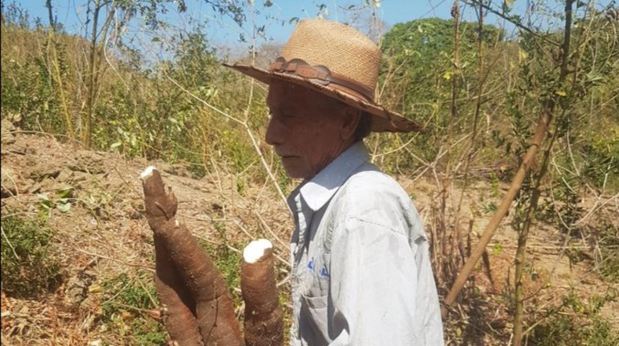 Campesino Eloy Hernández, quien lanzó un SOS por los cultivadores de yuca.