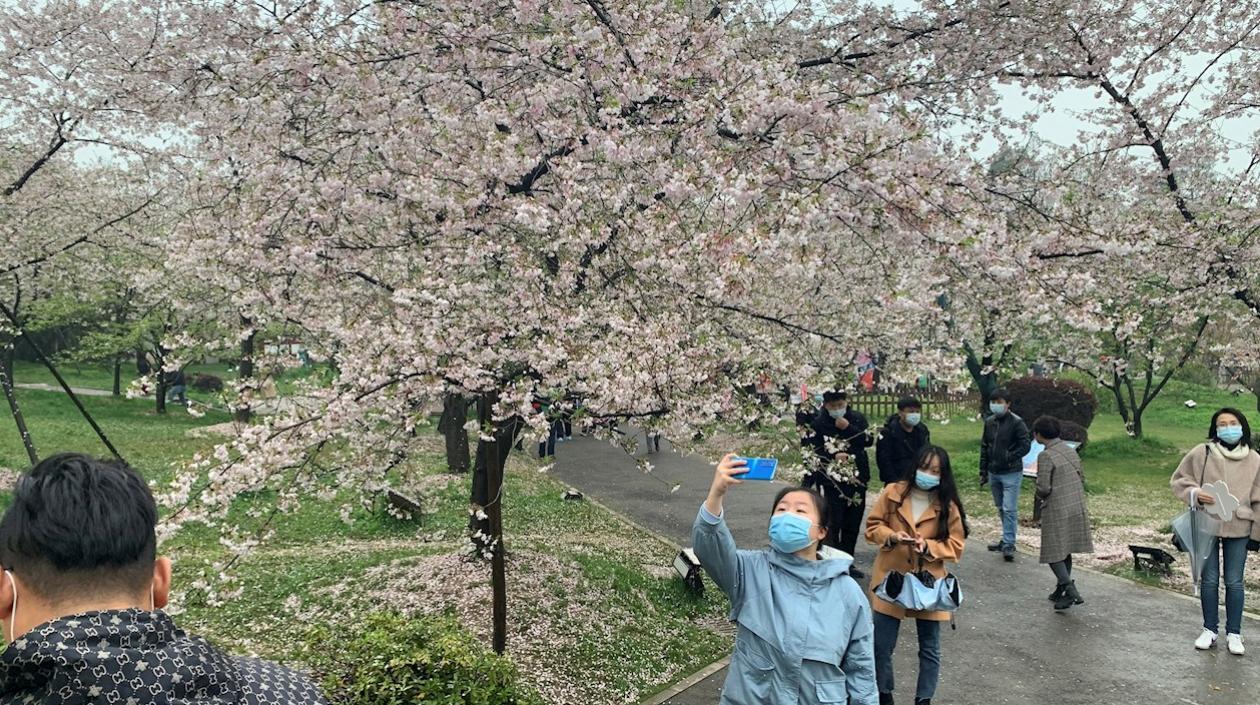 Wuhan puede celebrar de nuevo su festival de los cerezos en flor.