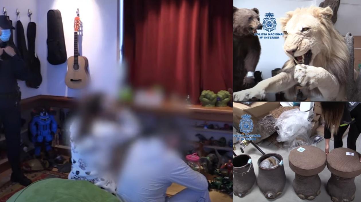 23 piezas taxidérmicas de caza mayor halló la Policía en la casa de Pablo Ardila en España-