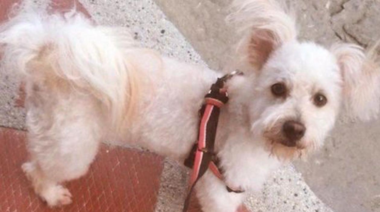 El perro 'Lucky' se perdió en el barrio El Rubí.