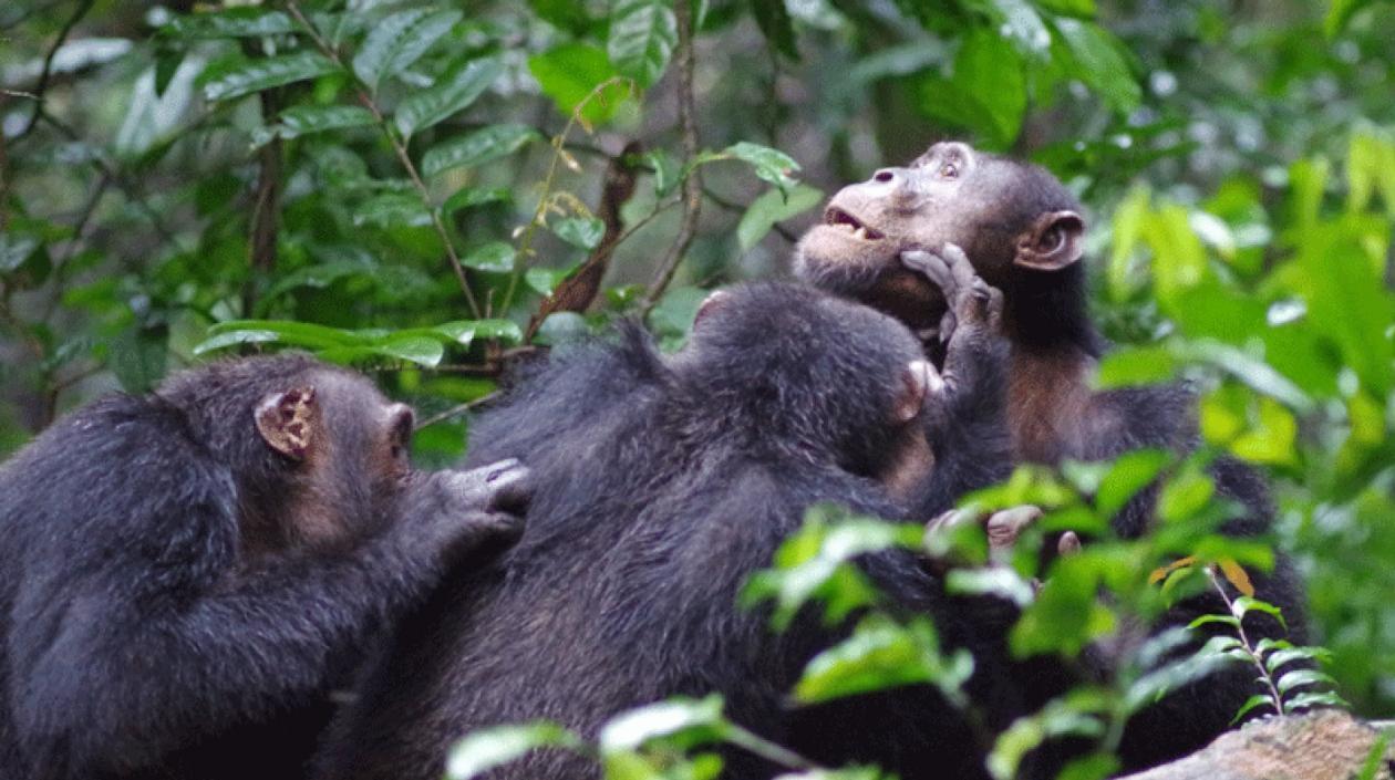Los biólogos han observado que entre los chimpancés macho abundan los comportamientos amistosos como la cooperación o las alianzas. 