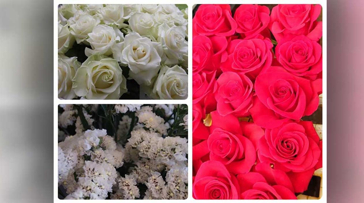 Colombia exportará hortensias y rosas a Marruecos: primer envío será de  46.000 flores | ZONA CERO