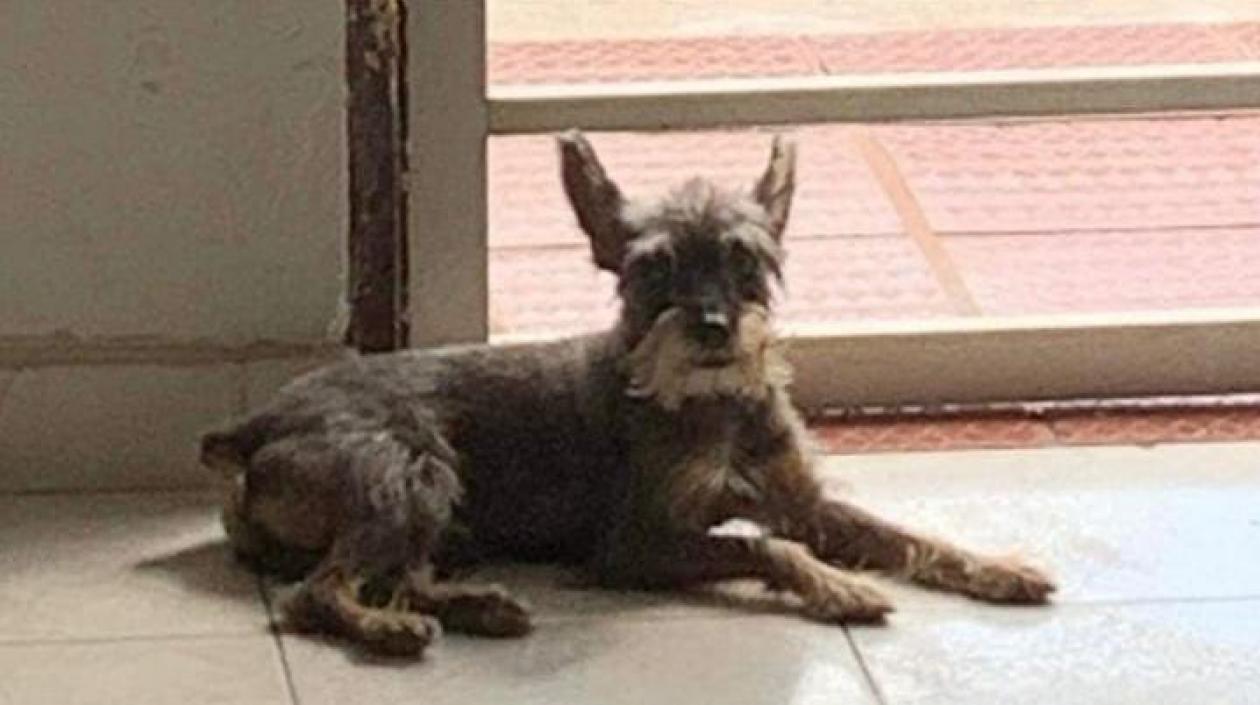 Este es 'Junior', el can extraviado en San Felipe.