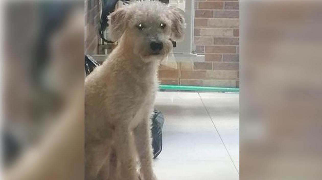 Este es 'Biorj’, un french poodle extraviado en Ciudadela Metropolitana