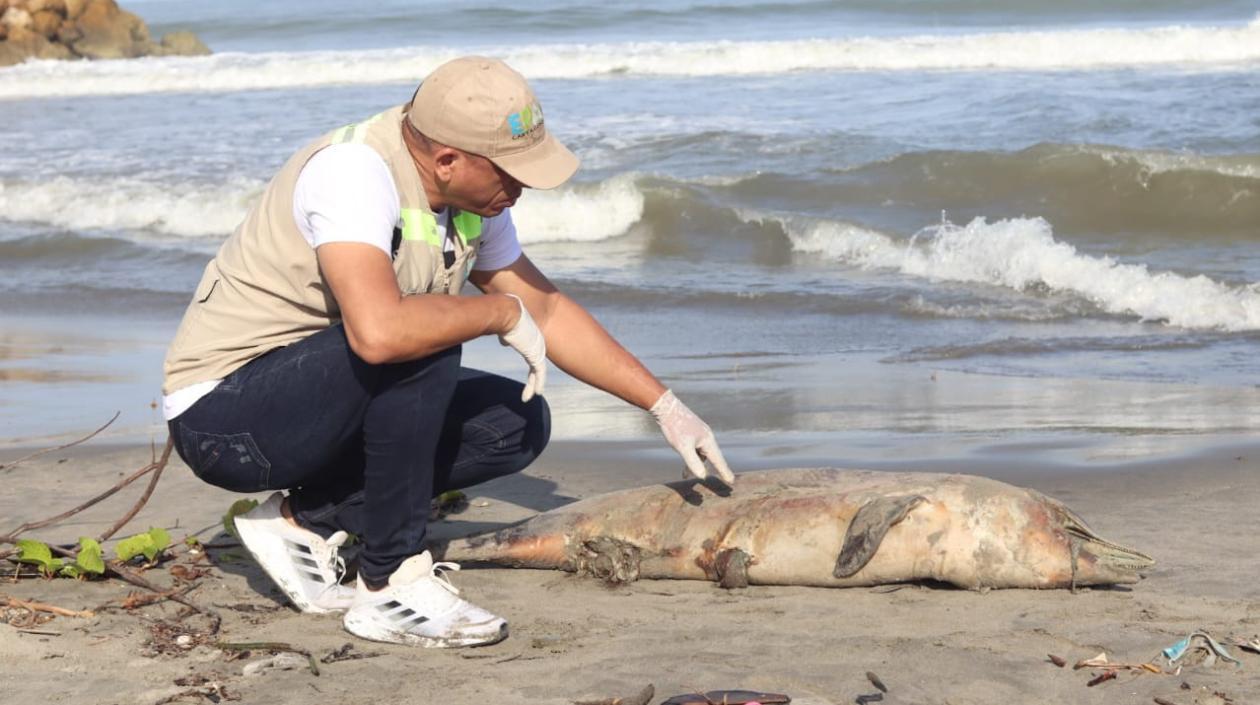  Un funcionario inspecciona el delfín costero hallado este lunes en Cartagena.