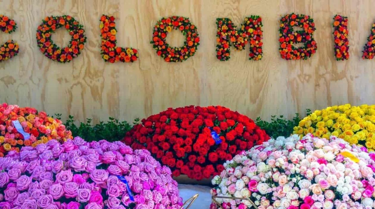 Las flores colombianas más apetecidas en los mercados internacionales son las rosas, claveles, pompones, entre otras.