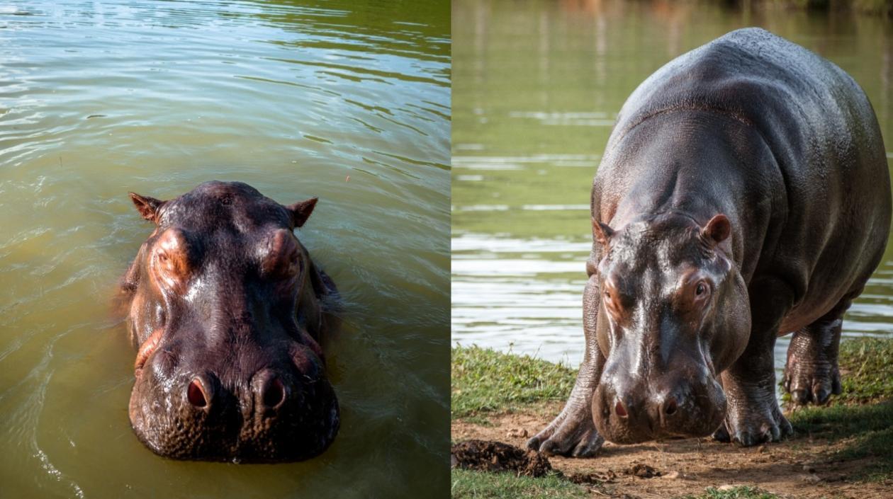 Hipopótamos en Colombia. 