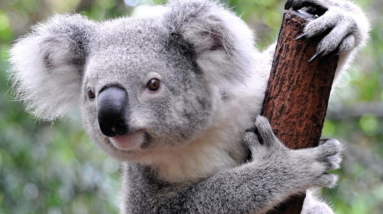 Quedan entre 50.000 y 80.000 ejemplares de Koalas en Australia. 