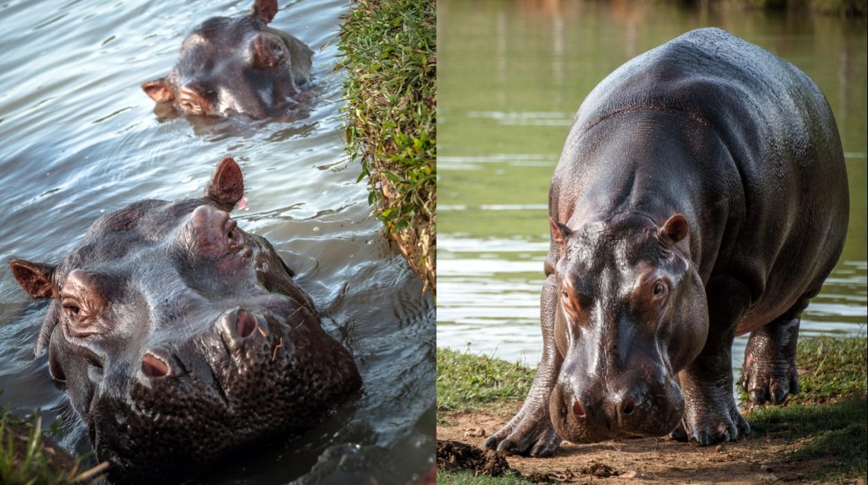Hipopótamos de Pablo Escobar.