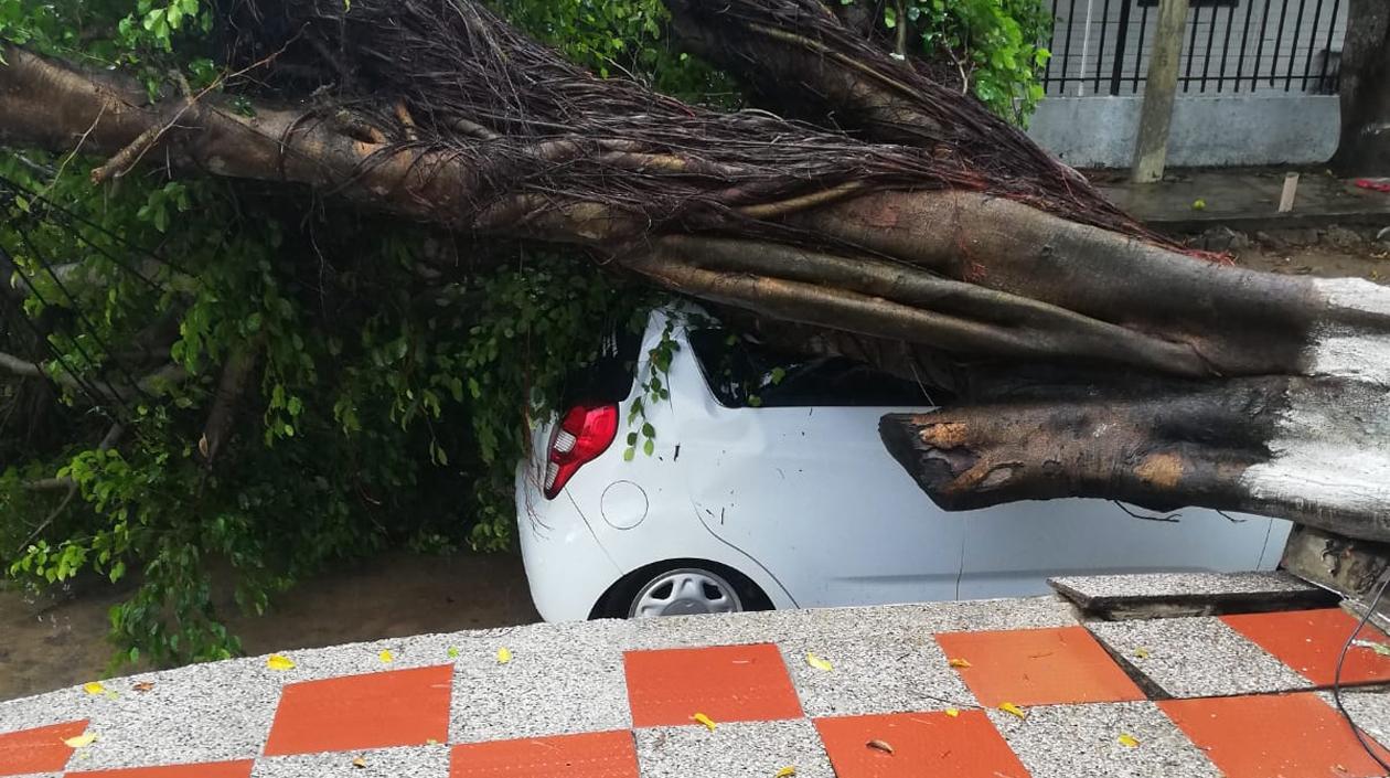 Frondoso árbol cayó sobre vehículo