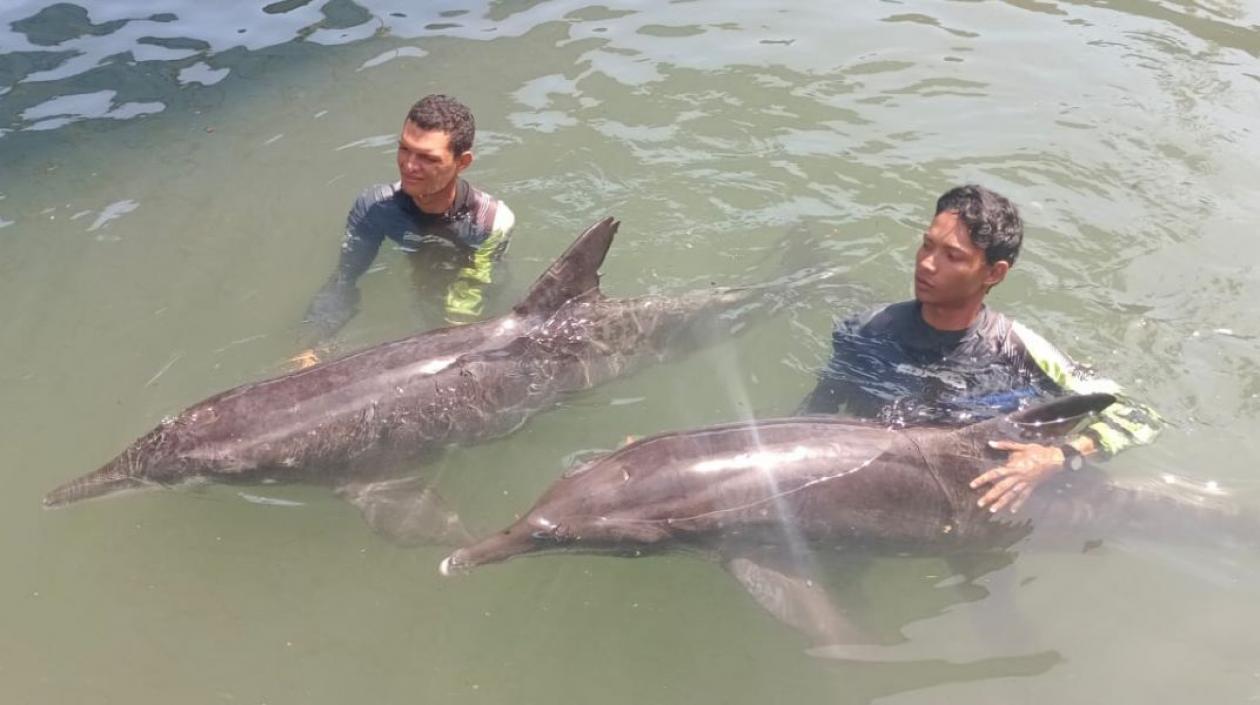 Los delfines rescatados 