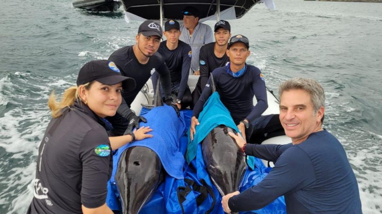 Delfines rescatados y liberados. 