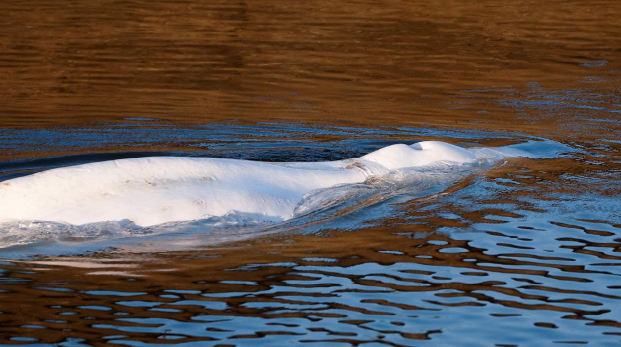 Muere la ballena beluga de 800 kilos rescatada en el Sena.