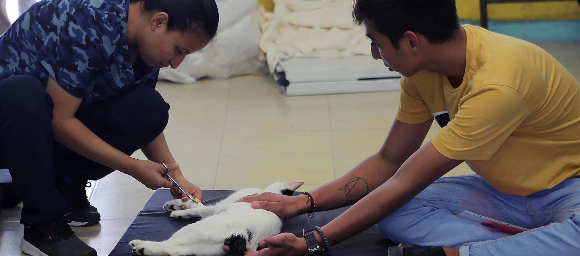 Una médico veterinaria prepara a un gato para ser esterilizado en el balneario de Cancún.