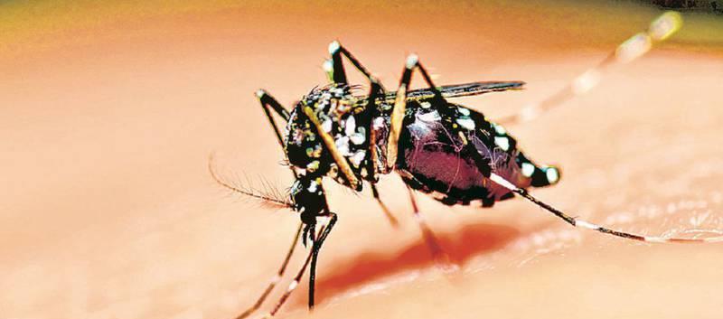 Se prenden las alertas en Sucre por incremento en casos de dengue