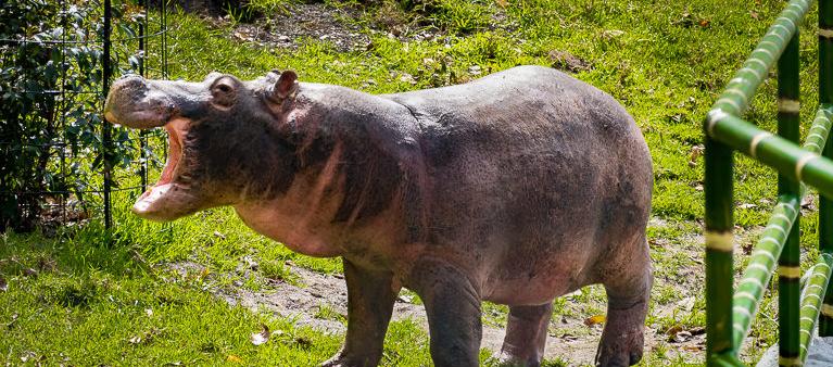 Uno de los hipopótamos de la hacienda Nápoles que vaga por el Magdalena Medio.