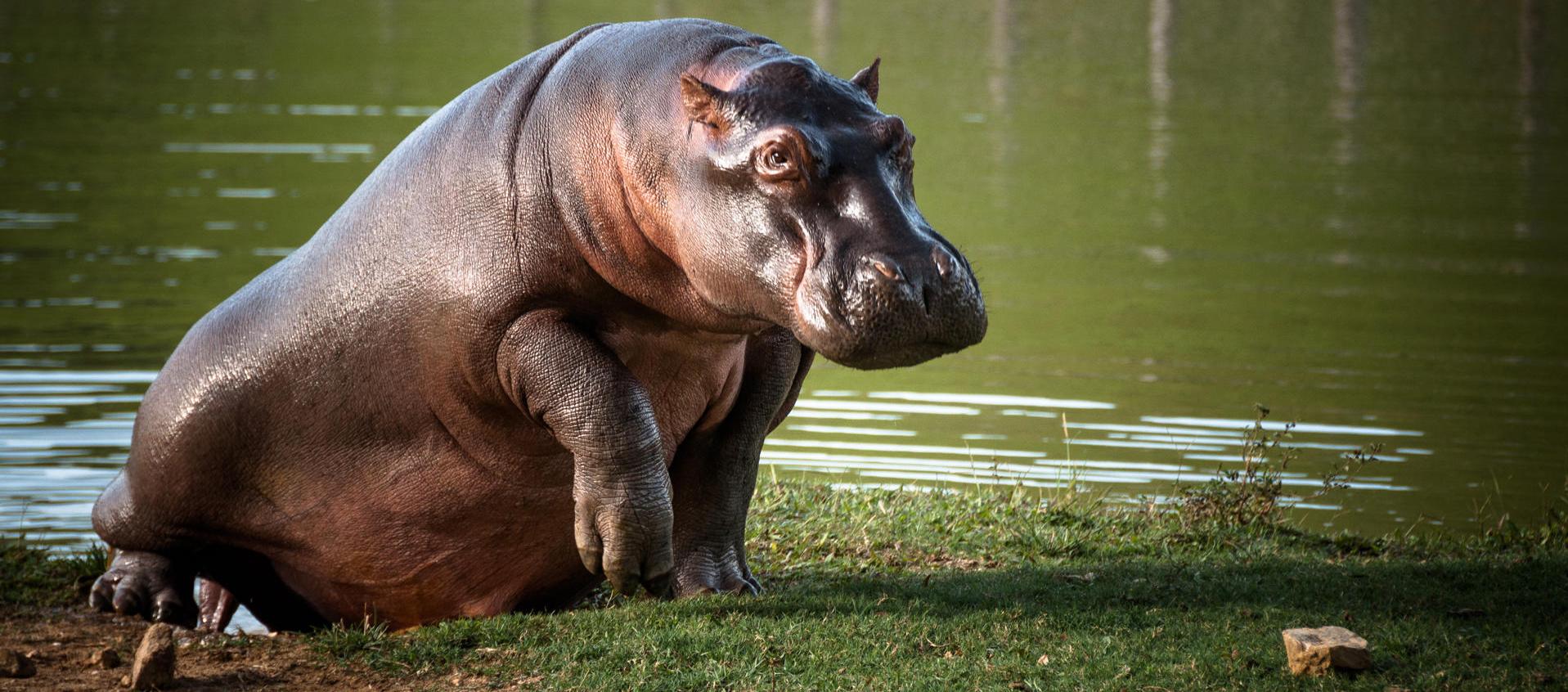 La imagen muestra a uno de los hipopótamos, en Puerto Triunfo
