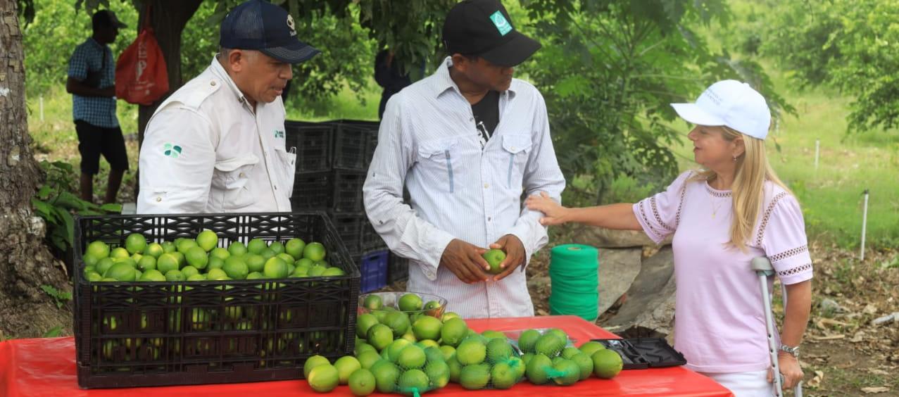 La gobernadora Elsa Noguera en la recolección de la primera cosecha del Limón Tahití 