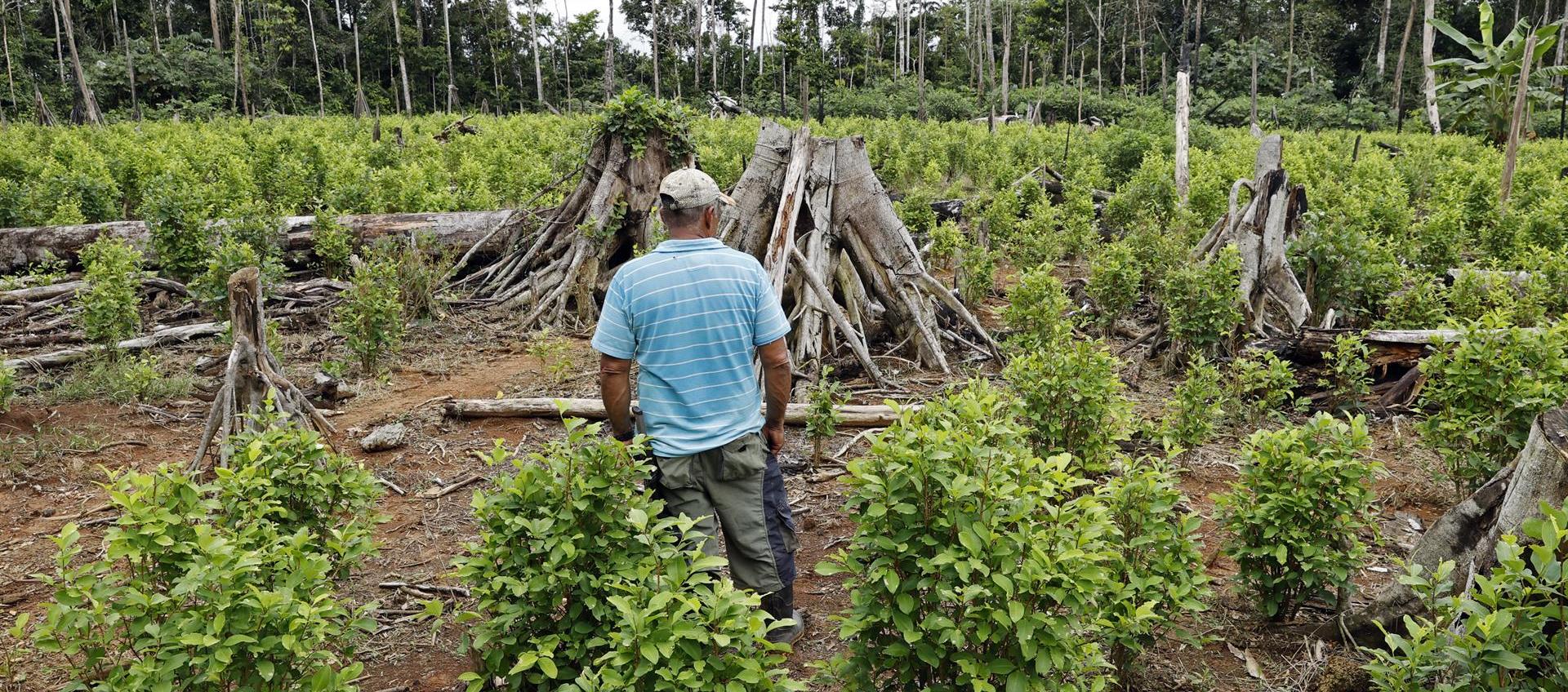 Campesino en un cultivo de coca en el Guaviare.