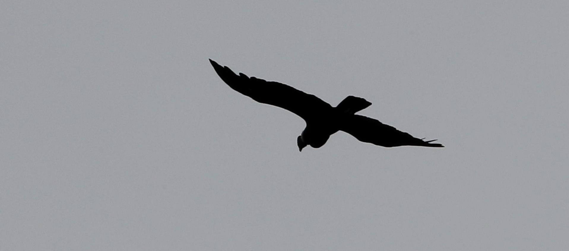 Un cóndor vuela sobre el páramo El Almorzadero.