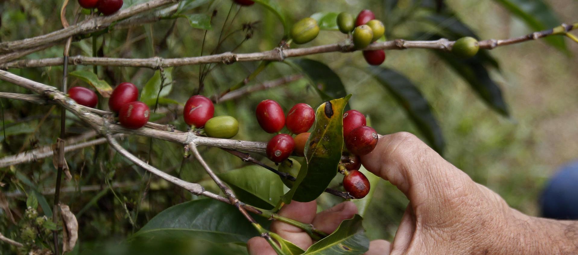 Cultivo de café en Bello, Antioquia