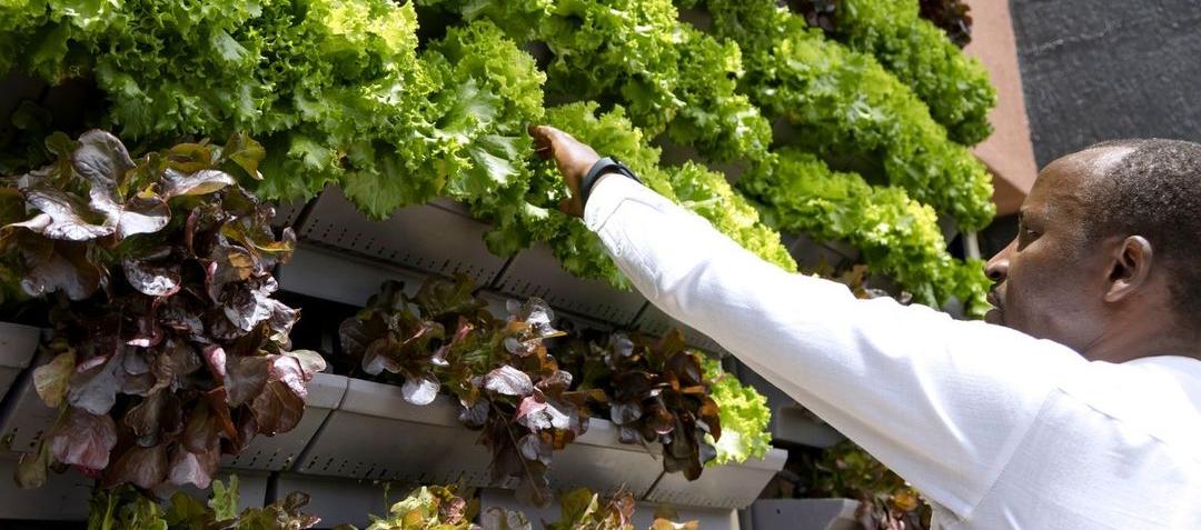 La hidropónica y la agricultura vertical están revolucionando la forma en que utilizamos los espacios urbanos, dice la FAO