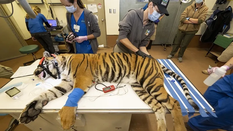 Especialista de la clínica de animales mientras someten a una tigresa de Sumatra a una revisión médica.