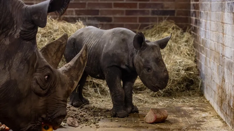 Magashi, el rinoceronte negro nacido en cautiverio en el zoológico de Praga.