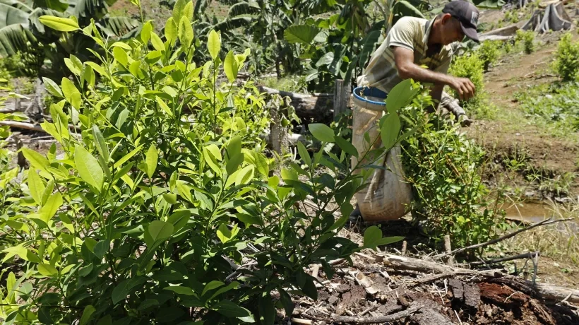 Campesinos en cultivo de coca.